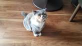 譲渡支援を受けた猫