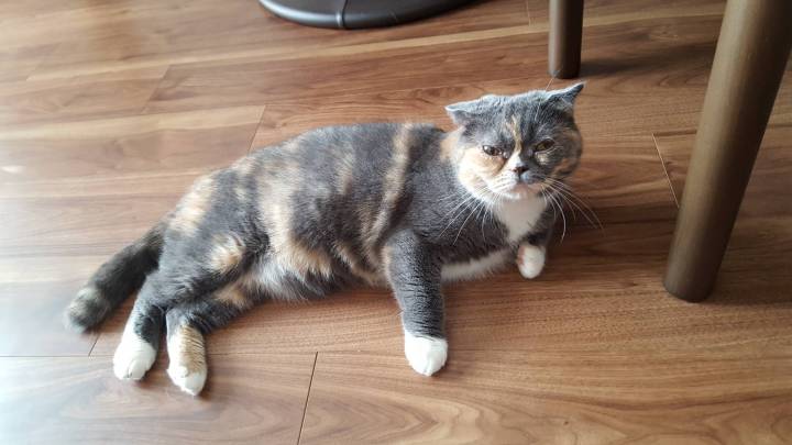 保護された子猫