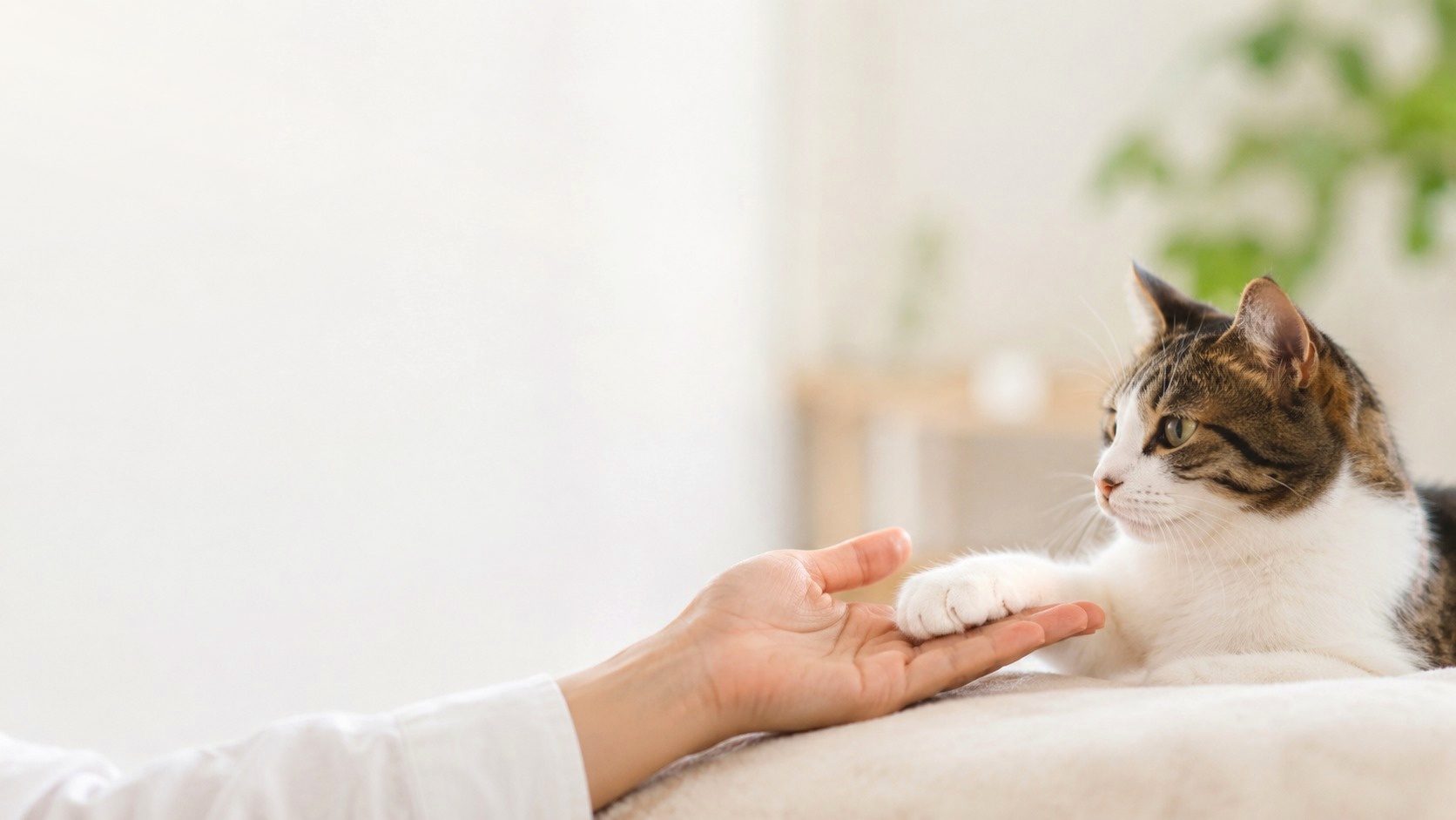人の手に猫の前足がそっと重なる様子