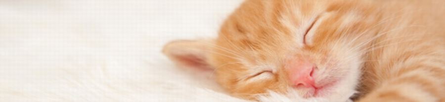 人と動物のふれあい