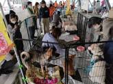 動物愛護フェスタの会場